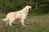 GOLDEN RETRIEVER 1115